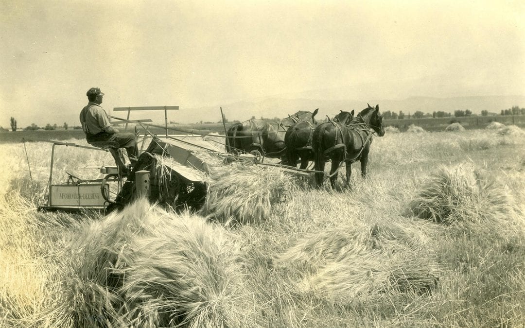 Elke korrel graan telt