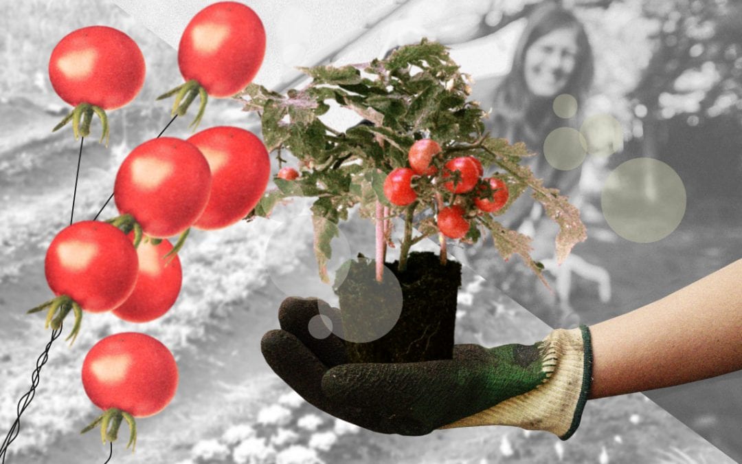 In de moestuin groeit geluk